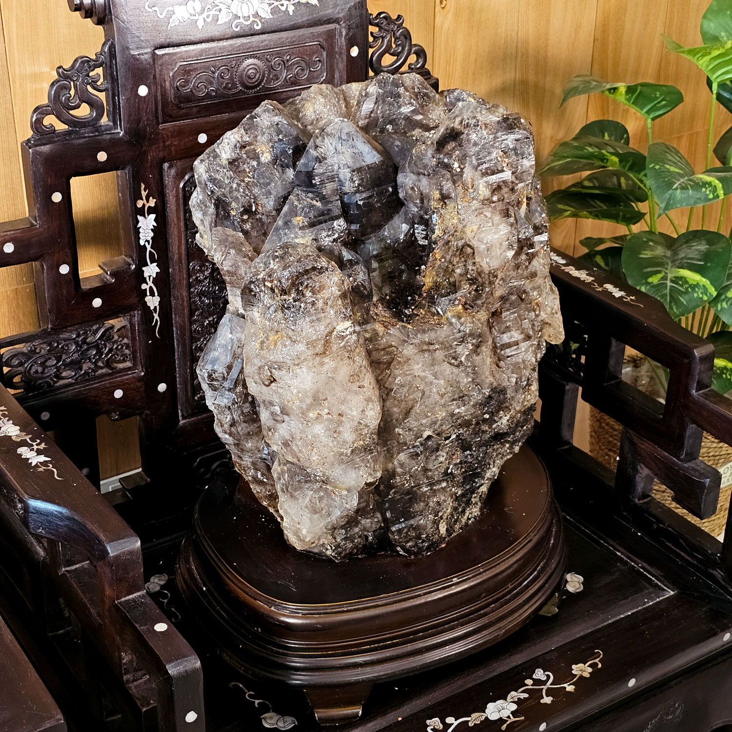 巨形鳄鱼骨干水晶